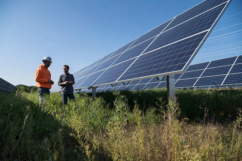Green plants and grass growing under and around solar panels at a solar energy facility.