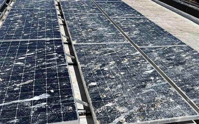 Bird drop on solar panel reducing efficiency and power output