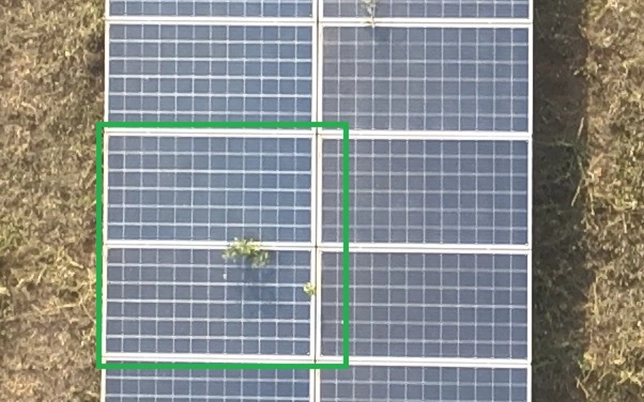 Vegetation growing around and beneath solar panels at a ground-mounted solar installation