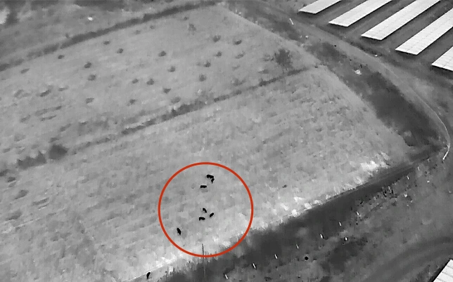 Thermal drone image showing wildlife herd detected near solar farm boundary highlighted in red circle during night surveillance