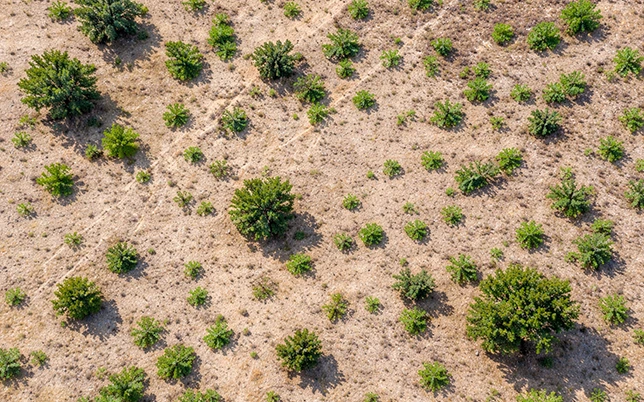 NDVI vegetation index map from drone ground mount solar survey showing tree count bush count and vegetation density across proposed solar installation site in India for shadow modelling